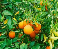Апельсины экспортное качество