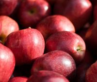 Яблоко экспортное качество