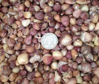 Семена чеснока (воздушная бульбочка)