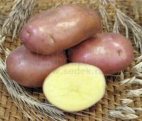 Картофель семенной от СЭ до РС2