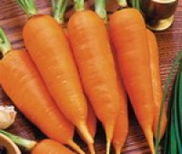 Семена Моркови