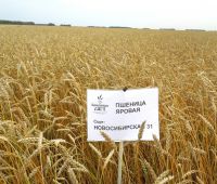 Пшеница яровая сорт «Новосибирская 31»