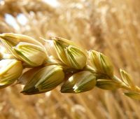 Семена озимой пшеницы для посевной 2019