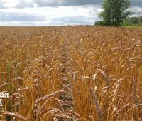 Семена пшеницы яровой