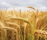 семена озимой пшеницы Ермак, Аксинья, Дон107, Танаис