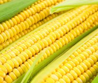 Производителям и трейдерам предлагаем продать нам кукурузу оптом