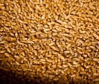 Готовы предложить производителям и трейдерам продать нам пшеницу 3кл
