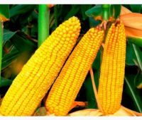 Феномен семена гибрида кукурузы Сингента