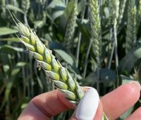 Семена пшеницы озимой купить Акапелла Арсенал Армада Бумба Багира Богема