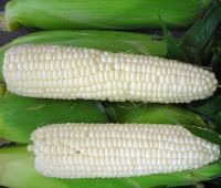 Белая кукуруза: зерно, крупа, мука