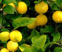 Лимон кислый экспортное качество