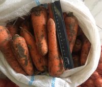 Морковь продовольственный оптом