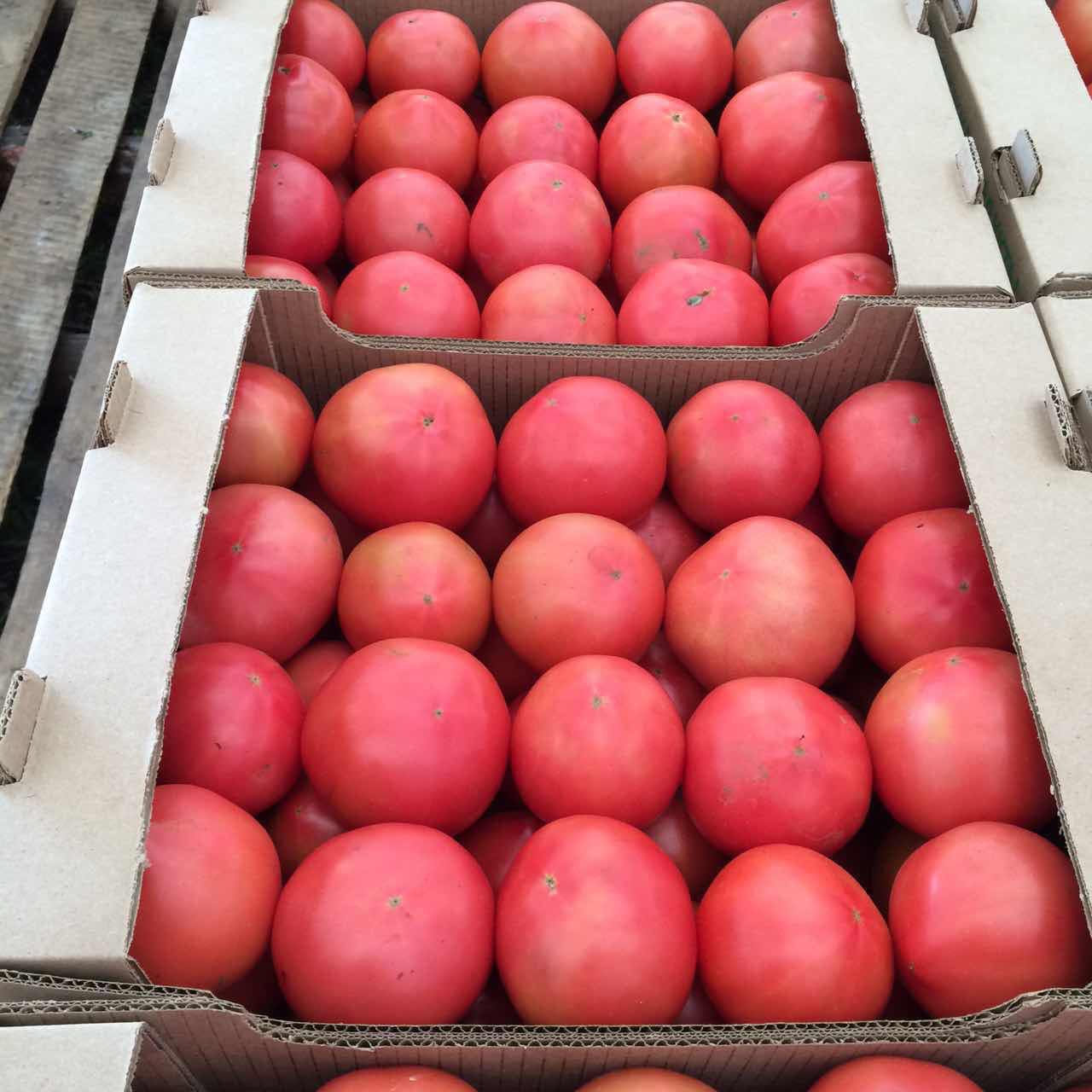 Купить томаты от производителя. Помидоры розовые. Помидоры в ящике. Розовые помидоры в ящиках. Лоток для томатов.