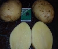 Срочно !!!продаем картофель 2016 г фермерский сорт Сантэ
