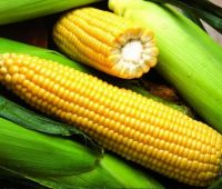 Гибриды семена кукурузы Pioneer ПР37Н01 (ФАО 390), ПР39Ф58 (ФАО 270), ПР39Х32 (ФАО 180).