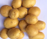 Семенной картофель Наташа 2 репродукции.