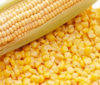 Семена кукурузы "Краснодарская 291"