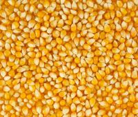 Семена кукурузы на посевную кампанию 2018 года