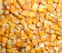 Кукуруза продовольственная, кормовая ГОСТ