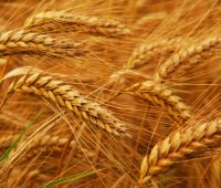 Семена озимой пшеницы Гром, Юка, Сварог