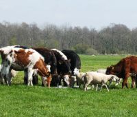Коровы мясных пород живым весом на убой.
