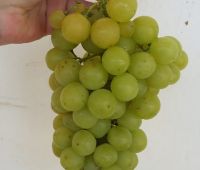Крымский виноград оптом напрямую с сада