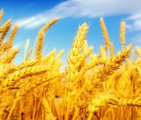 Предлагаем продать нам оптом пшеницу 4 класса