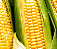 Семена гибридов кукурузы Лимагрен купить ЛГ 30179 ФАО 170