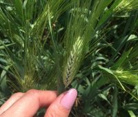 Семена озимой пшеницы элита /рс1