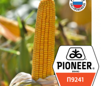 Семена гибридов кукурузы ПИОНЕР PIONEER купить П 9241 (Круйзер, Максим) (ФАО 340)