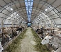 Автоматическое светодиодное освещение Коровников и производственных освещений